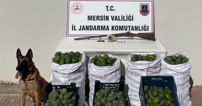 Avokado hırsızları jandarmadan kaçamadı
