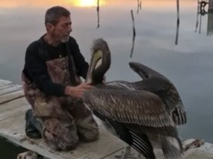 Pelikanla, balıkçının dostluğu