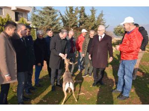 Özenle korunan dağ ceylanları çoğalıyor