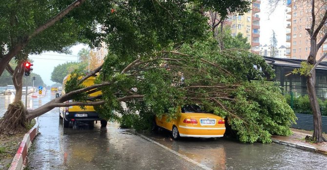 Antalya’da fırtınaya dayanamayan Benjamin ağacı araçların üzerine devrildi
