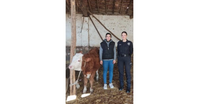 Isparta’da kaybolan hediyelik düveyi polis buldu