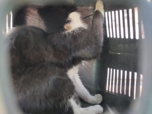 Çatıda mahsur kalan kedi kurtarıldı