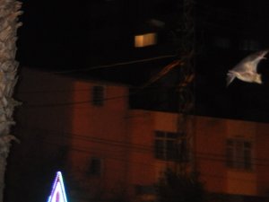 Kozan’da yarasa korkusu