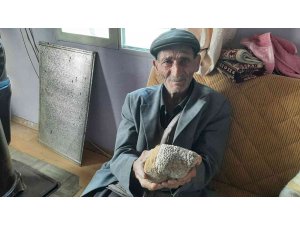 Milyonlarca yıllık arı peteği fosili buldu