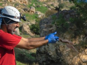 Doç. Dr. Yorulmaz: "Kozan’daki dev yarasalar zararsız"