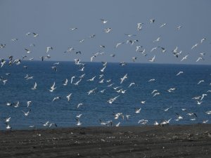 Milleyha Sulak Alanı 302 kuş türüne ev sahipliği yapıyor