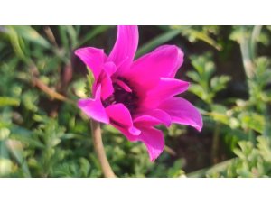 Dağ laleleri kış mevsiminde çiçek açtı