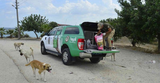 Adana’da 132 yasaklı ırk köpeğe el konuldu