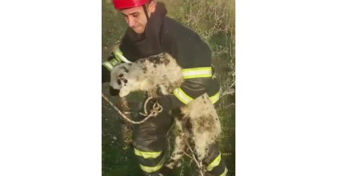 Hatay’da nehir kenarında mahsur kalan kuzu kurtarıldı