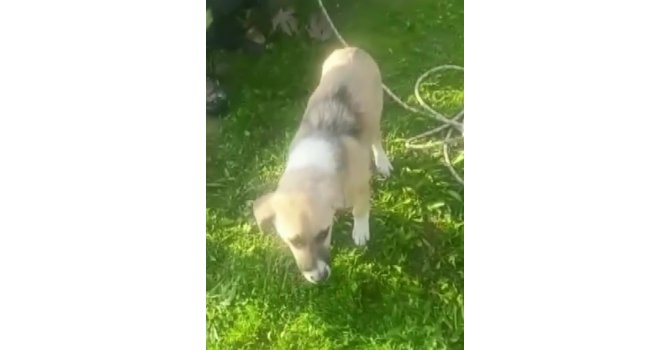 Asi Nehri kenarında mahsur kalan köpek kurtarıldı