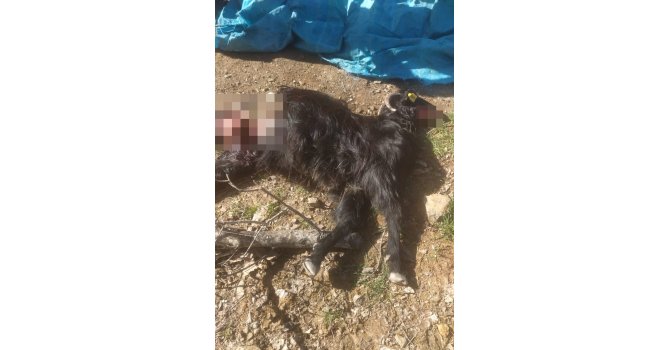 Kurt saldırısına uğrayan 18 keçi telef oldu, 6’sı yaralandı