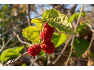 Dut ağacı kış mevsiminde meyve verdi