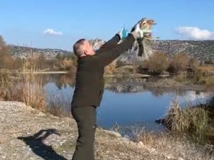 Osmaniye’de tedavisi tamamlanan şahin doğaya salındı