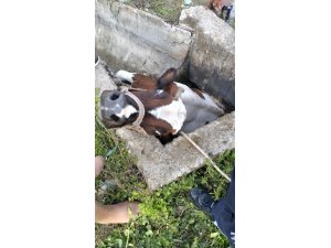 Sulama kanalı çukuruna düşen inek kepçeyle kurtarıldı