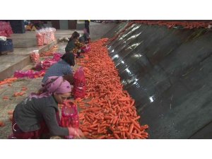 Havuçta zorlu hasat başladı: Rekolte de fiyatı da yüzleri güldürdü