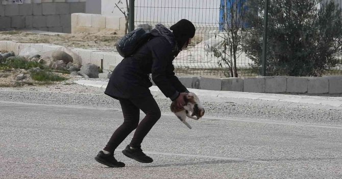 Otomobil çarpan kediyi kurtarmak istedi, çabası yetersiz kaldı