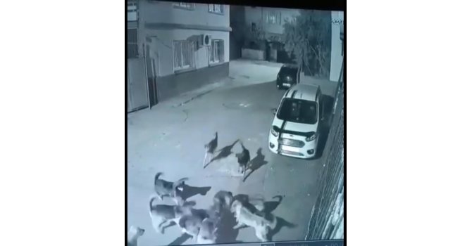 Sokak köpekleri dehşet saçtı