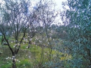 Gazipaşa’da yalancı bahara aldanan ağaçlar çiçek açtı