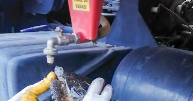 Yangından etkilenen kaplumbağaya ekiplerden can suyu