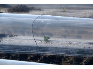 Adana’da erkenci karpuz fideleri toprakla buluştu