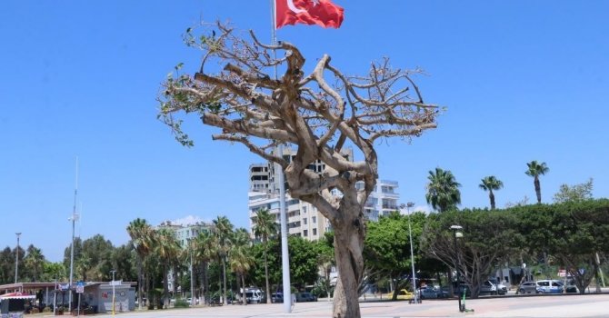 Mersin’deki ağaç kurutulması davasında karar çıktı