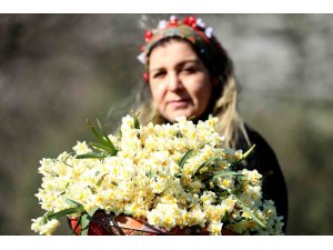 Nergis hasadı yüzleri güldürdü