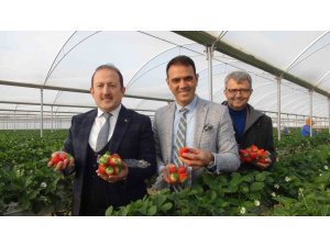 Vali Pehlivan, işçilerle birlikte hasat yaptı