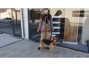 Hatay’da yaralanan köpek, 6 ay süren tedavisinin ardından sağlığına kavuştu