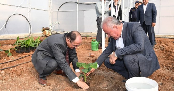 Vali Karaloğlu seralarda incelemelerde bulundu