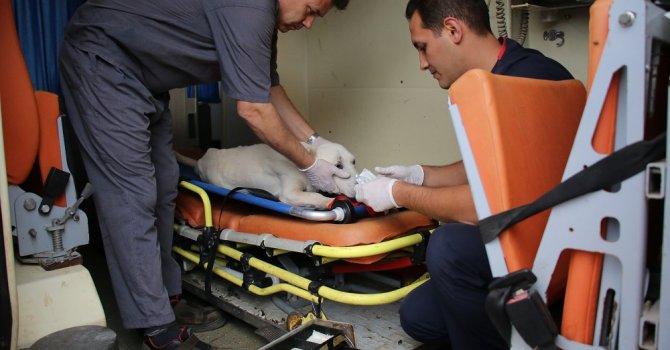Hayvan ambulansı ile ölümler azalıyor