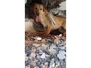 Arama kurtarma köpekleri de Mehmetçikler ile birlikte deprem bölgelerinde aralıksız görev yapıyor
