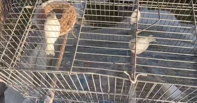 Yüzyılın felaketinde enkaz altından 6 kafes kanarya çıkardılar