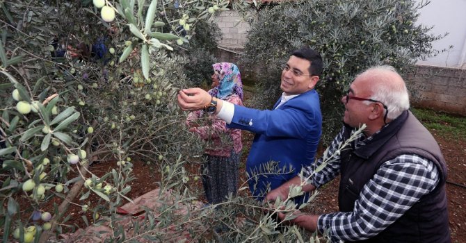 Tütüncü’den zeytin hasadı