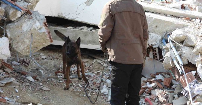 Hasta olmasına rağmen "Tetik" hassas burnu ile 33 kişinin kurtarılmasını sağladı