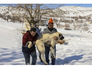 Van ekibi deprem bölgesinde yaralı hayvanları tedavi ediyor