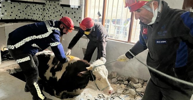 Hatay’da enkaz altında kalan inek kurtarıldı