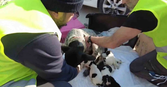 8’inci Komando Tugayı Hatay’daki Hayvan Bakım ve Rehabilitasyon Merkezine mamaları ulaştırdı