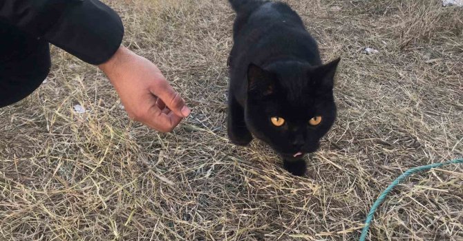 Gönüllüler, 164 saat sonra enkazdan bir kedi kurtardı