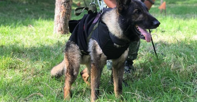 Meksikalı arama-kurtarma köpeği Proteo, yaşlılık nedeniyle hayatını kaybetmiş