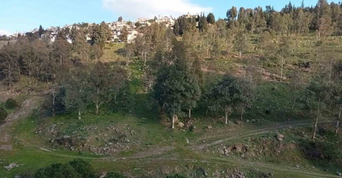 Koyunlar yalnız gelince şüphelendiler, cansız bedenini buldular