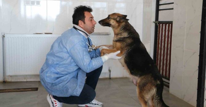 Depremin mağduru hayvanlar önce tedavi edildi, sonra sahiplendirildi