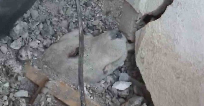 Depremden 6 gün sonra enkazdan sağ kurtarılan köpeğin görüntüleri ortaya çıktı