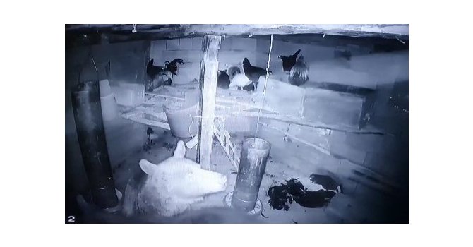 Kümese giren anne ayı ve yavrusu tavukları telef etti
