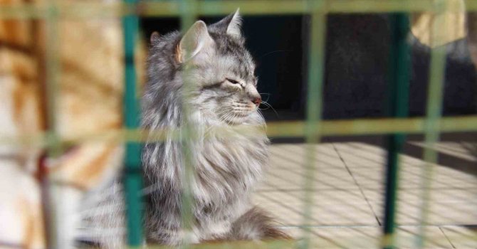 Depremde enkaz altından kurtarılan hayvanlar, barınağa yerleştirildi