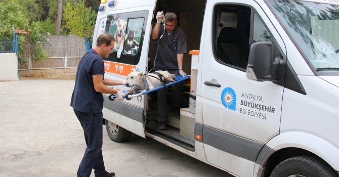 Büyükşehir can dostlarımızın yanında