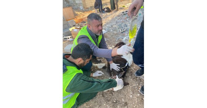 Adıyaman’da enkaz altında kalan 2 buzağı, 13’üncü günde sağ olarak çıkarıldı
