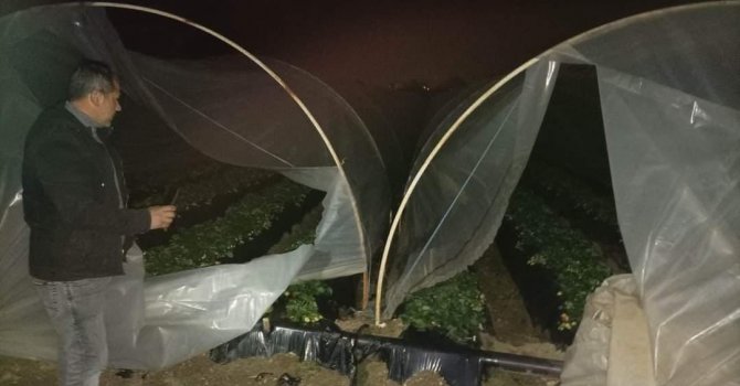 Çilek seralarına kimliği belirsiz kişi ya da kişilerce zarar verildi