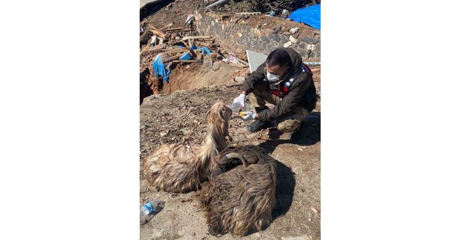 Depremin merkezi olan Pazarcık’ta 343 hayvan canlı kurtarıldı