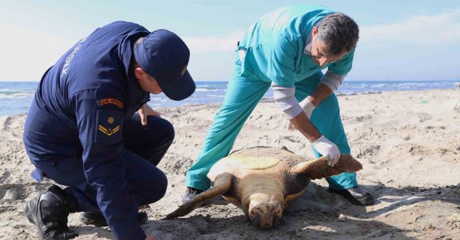 Tekirdağ sahilinde "caretta caretta" ölüsü bulundu