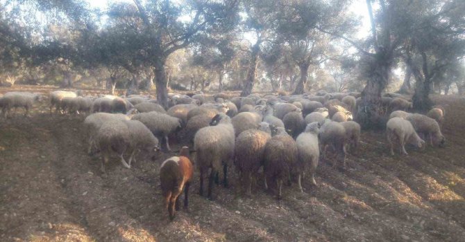 Kaybolan koyunları jandarma buldu